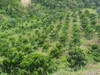 
                  
                    Colombia Huila, Sur de Huila Organic
                  
                