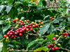 
                  
                    Colombia Buesaco - Narino Organic
                  
                