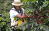 
                  
                    Tolima, Colombia - Womens Co-op Organic
                  
                